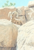 Desert Bighorn Sheep