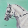 Lipizzan II