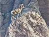 Rocky Mountain Bighorn Sheep