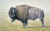 Buffalo